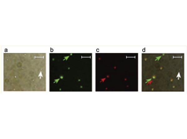Immunofluorescence using Protein A FITC